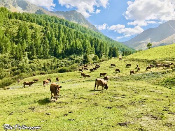 Photo Bellentre : Belle randonnée dans les alpages de Bellentre 😍😎 Elles sont vraiment belles ces petites vaches rouquines 🥰c, Les Alpes, Bellentre, Vaches, Champ d’alpage