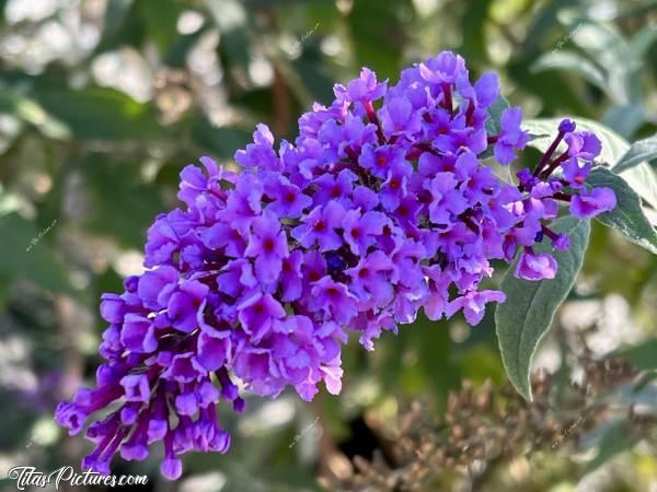 Photo Arbre à Papillons : Gros plan sur la grappe de fleurs d’un arbre à papillons. J’adore ces fleurs 😍🥰c, Arbre à Papillons, Fleurs violettes