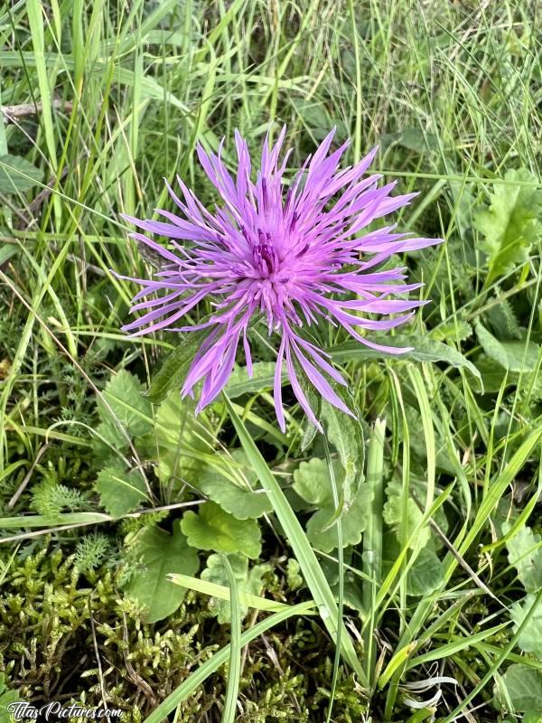 Photo Fleur sauvage : Belle fleur sauvage fuschia , aperçue sur un talus près de chez moi. Je ne connais pas son nom, mais je la trouve très belle 😍🥰c, Fleur sauvage fuchsia