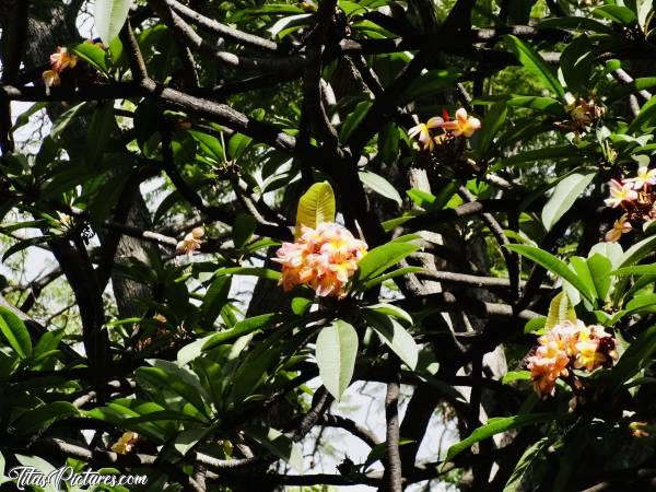 Photo Frangipanier : Qu’est-ce que j’adore les fleurs de Frangipanier 😍🥰 Je les trouve vraiment trop belles 🥰c, Frangipanier, Plumeria