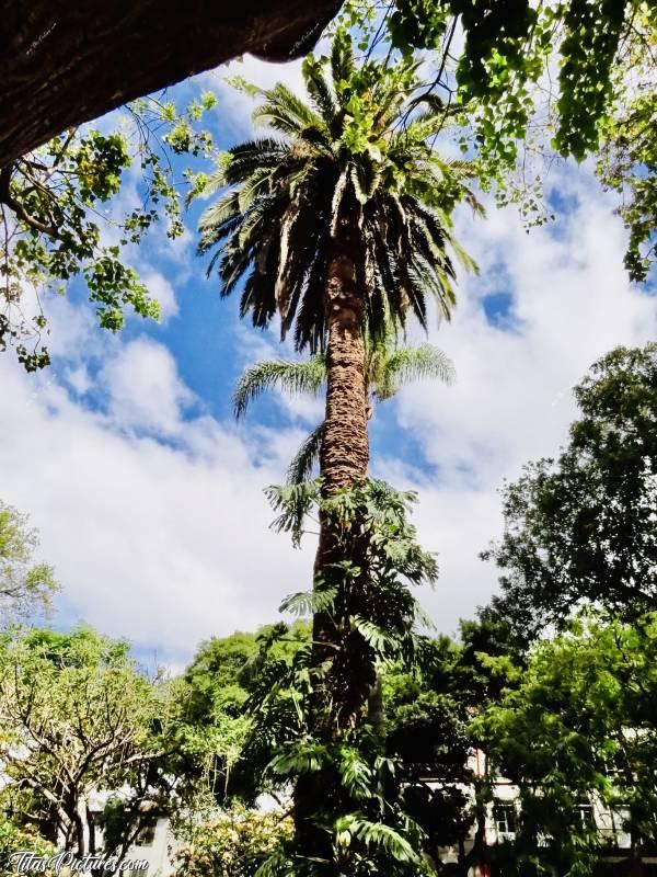 Photo Philodendron : Mais ?! C’est ma plante que je vois là ?! Elle peut devenir si grande que celà ?! Et en plus elle fait des fleurs et des fruits qui se mangent ?! 😧😍c, Philodendron, Palmier, Jardin public, Funchal