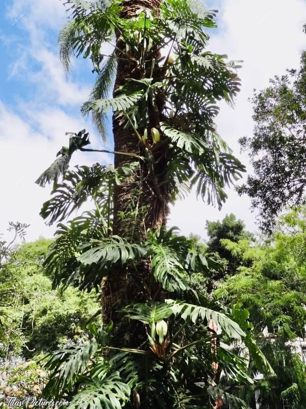 Photo Philodendron : Mais ?! C’est ma plante que je vois là ?!  Elle peut devenir si grande que celà ?! Et en plus elle fait des fleurs et des fruits qui se mangent ?! 😧😍c, Philodendron