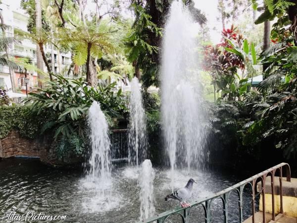 Photo Jets d’eau : Bein alors, envie de poser pour moi ?!
Ok d’accord, bouges pas alors, le temps que je fasse un bon cadrage 😅😍c, Funchal, Jets d’eau, Pigeon