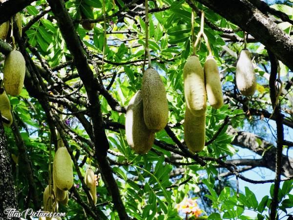 Photo L’arbre à saucisses : Vraiment trop bizarre ces fruits 😧
Ça se mange ou pas ? 🤔😅
C’est vrai que ça ressemble vraiment à des saucisses suspendues, tellement ils sont énormes 😧😅c, Kigelia, Arbre à saucisses, Funchal