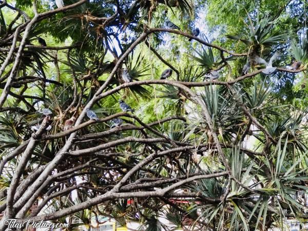 Photo Arbre à Pigeons : Bein alors ?! Qu’est-ce que vous faites tous là ? Il vous plait cet arbre on dirait 🤔😅c, Madère, Pigeons