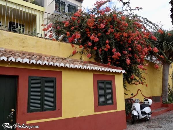 Photo Le Vieux Funchal : En m’approchant de la Forteresse de São Tiago, j’ai découvert cette habitation très colorée, et ce belle arbuste en fleurs 😍🥰 J’étais obligée de prendre une photo 😅🥰c, Funchal, la vieille ville, maison colorée