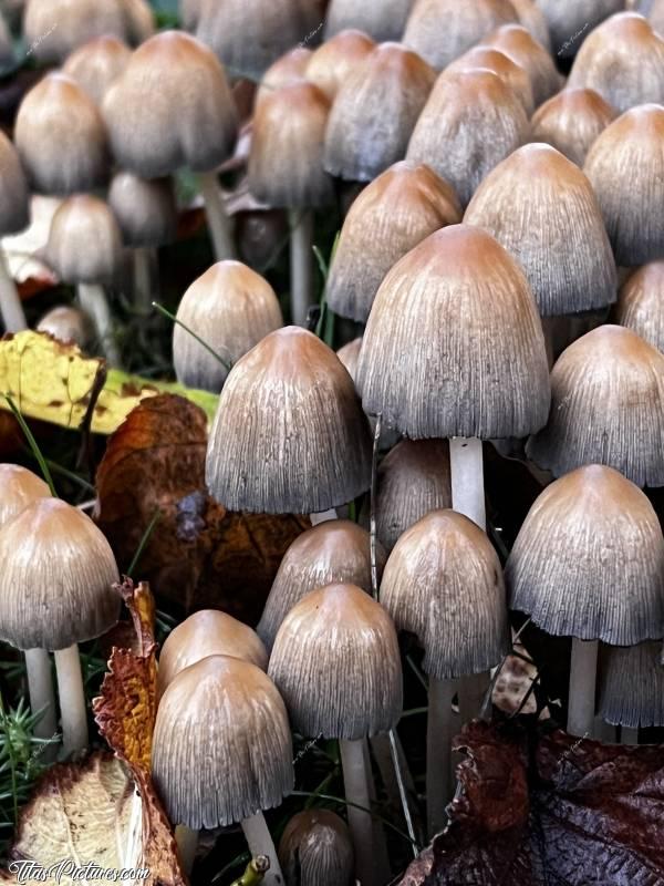 Photo Champignons : Quelle drôle de surprise, de découvrir tous ces Champignons sur la pelouse, un soir en rentrant du boulot 😵😅😍c, Champignons