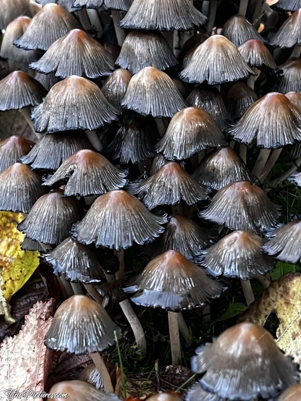 Photo Champignons : Les mêmes Champignons que précédemment, mais un jour plus tard. Ça dure pas longtemps 😅c, Champignons