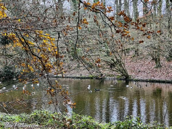 Photo Le Bois de Keroual : Il y a plusieurs petits étangs à suivre, au Bois de Keroual. Les canards et les mouettes y semblent très heureux on dirait 🤗😍 D’ailleurs, il y a un gros canard noir et vert qui sort du Lot. Quelqu’un connaît cette race? Car je n’en ai jamais vu 🤔😅c, Bois de Keroual, Étang, Canards, Mouettes