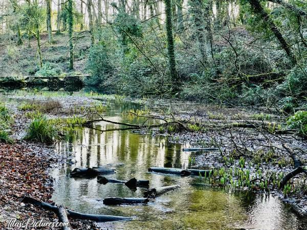 Photo Le Bois de Keroual : Jolie zone humide dans le Bois de Keroual. C’est un bois très agréable pour faire une belle randonnée « nature » près de la ville 😍c, Bois de Keroual, Guilers, rivière, arbres