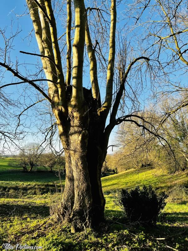 Photo Arbre Têtard : Un bel exemple d’Arbre Têtard, dans la campagne du Boupère. On dirait une pieuvre avec ses tentacules qui partent vers le ciel 😅
L’essence de l’arbre ? Je dirais un frêne, mais j’en suis pas sûre 😬 C’est compliqué sans les feuilles 😅c, Arbre Têtard, Campagne du Boupère, Chemin de randonnée