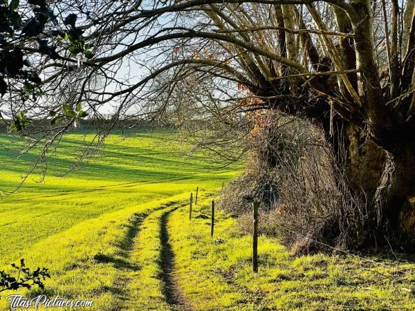 Photo Campagne du Boupère : Quelle belle randonnée ensoleillée, dans la campagne du Boupère 😍😎
Le Soleil de fin de journée, crée de joli jeux de lumière sur la végétation 😍 L’herbe fait penser à un tapis de velours 😍c, Campagne du Boupère, Chemin de randonnée