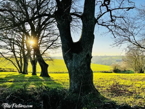 Photo Vieux Chênes : Belle rangée de beaux vieux Chênes dans la Campagne du Boupère. Par contre, impossible de me décider sur la meilleure prise de vue : portrait ou paysage ? 🤔😅c, Chênes, Le Boupère, Chemin de randonnée