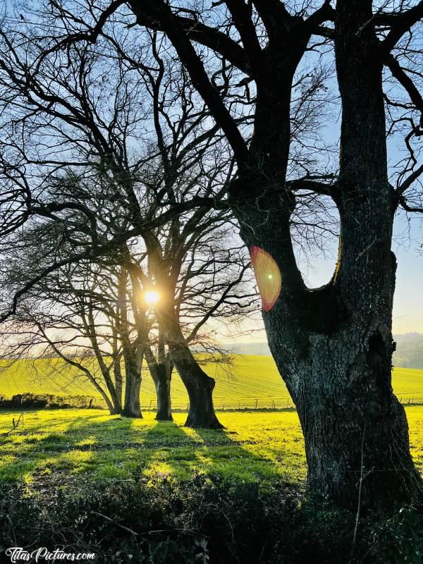 Photo Vieux Chênes : Belle rangée de beaux vieux Chênes dans la Campagne du Boupère. Par contre, impossible de me décider sur la meilleure prise de vue : portrait ou paysage ? 🤔😅c, Chênes, Le Boupère, Chemin de randonnée