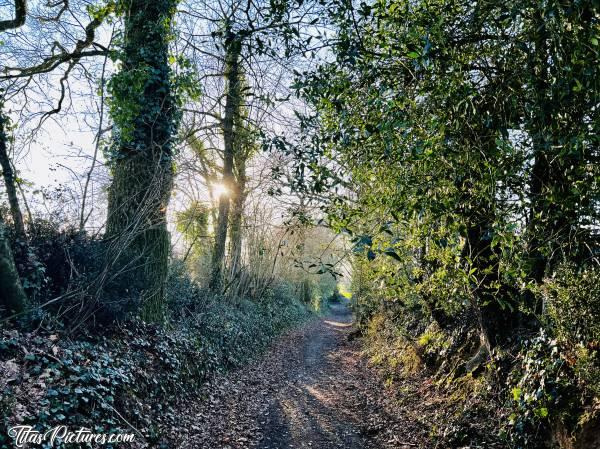 Photo Campagne du Boupère : Belle randonnée de fin de journée, dans la campagne du Boupère. 
Beau jeu de lumière au travers de la végétation 🤗😍c, Campagne du Boupère, Chemin de randonnée