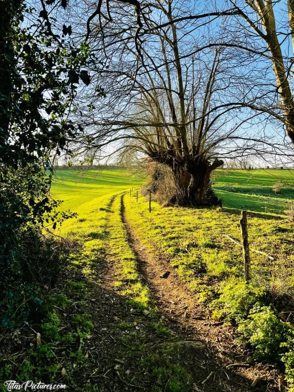 Photo Campagne du Boupère : Quelle belle randonnée ensoleillée, dans la campagne du Boupère 😍😎
Le Soleil de fin de journée, crée de joli jeux de lumière sur la végétation 😍c, Campagne du Boupère, Chemin de randonnée