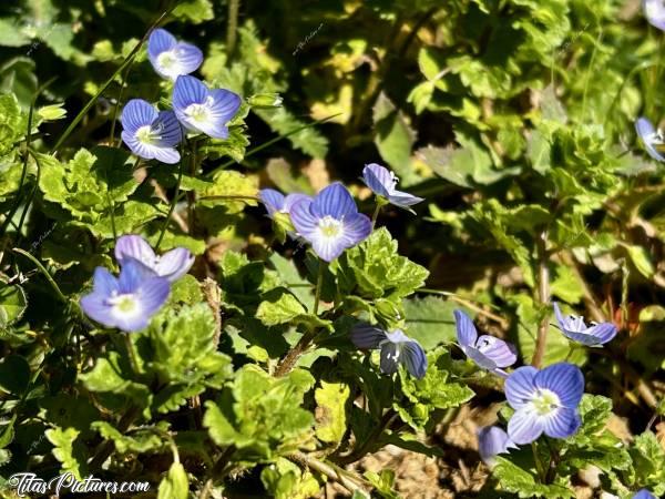 Photo Véronique de Perse : Belles petites fleurs sauvages bleues sur un talus, qui laissent entendre que le printemps n’est pas loin 🤗😍🥰 Il semblerait que leur nom soit : Véronique de Perse ou aussi Véronique des  champs 😍c, Véronique de Perse, fleurs bleues sauvages