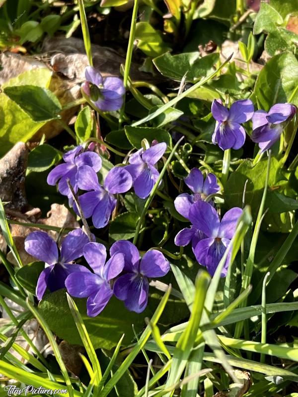 Photo Violettes : Les premières petites violettes sauvages de l’année 🤗😍
J’adore ces petites fleurs 🥰c, Violettes