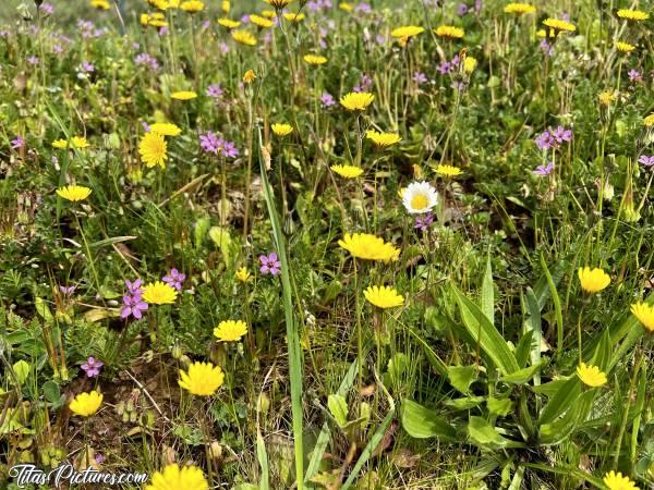 Photo Le Printemps : Vive le Printemps !!! 🥳
Ça fleuri de partout sur les talus 🤗😍
J’adore toutes ces petites fleurs sauvages 😍🥰c, Fleurs sauvages