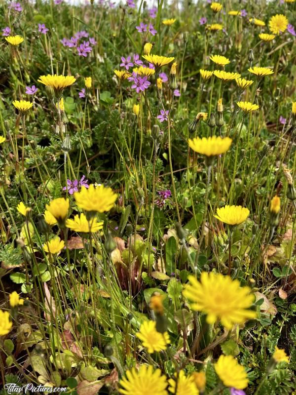 Photo Le Printemps : Vive le Printemps !!! 🥳
Ça fleuri de partout sur les talus 🤗😍
J’adore toutes ces petites fleurs sauvages 😍🥰c, Fleurs sauvages