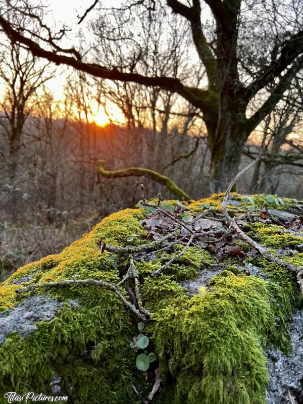 Photo Parc de la Barbinière : Découverte de nouveaux rochers dans le bois du Parc de la Barbinière. Ils étaient enfouis sous la végétation depuis des années et quelqu’un les as récemment dégagés 👍🏻😍c, Parc de la Barbinière, Saint-Laurent-sur-Sèvres, Viaduc de Barbin