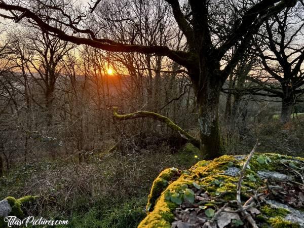 Photo Le Parc de la Barbinière : Joli coucher de soleil, au milieu du bois, à travers les arbres dénudés, en cette fin d’hiver 😍🥰😎c, Parc de la Barbinière, Saint-Laurent-sur-Sèvres, Bois