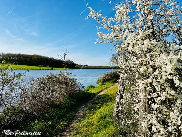 Photo Épine Noire en fleurs : Que c’est beau le printemps, quand tous les arbres fruitiers sont en fleurs 😍 Ici, il s’agit d’un Prunellier, aussi appelé Épine Noire en Vendée. On peut en faire un très bon alcool en utilisant les pousses d’épines : la Troussepinette, qui s’écrit aussi Trouspinette. Très bon 😋c, Prunellier, Épine noir, arbre en fleurs, Retenue de Rochereau