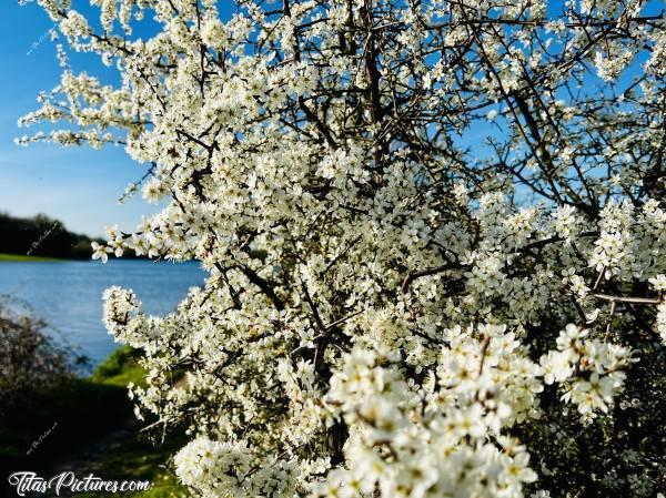 Photo Épine Noire en fleurs : Que c’est beau le printemps, quand tous les arbres fruitiers sont en fleurs 😍 Ici, il s’agit d’un Prunellier, aussi appelé Épine Noire en Vendée. On peut en faire un très bon alcool en utilisant les pousses d’épines : la Troussepinette, qui s’écrit aussi Trouspinette. Très bon 😋c, Prunellier, Épine noir, arbre en fleurs