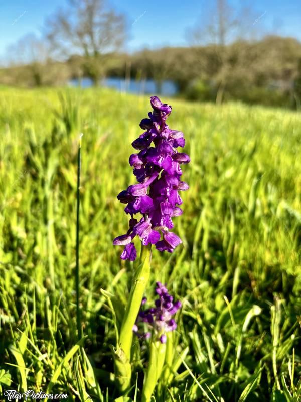 Photo Orchidée sauvage : Belle Orchidée sauvage, au milieu d’un champ d’herbe, à la Retenue de Rochereau. Trop belle 😍🥰c, Orchidée sauvage, fleur sauvage