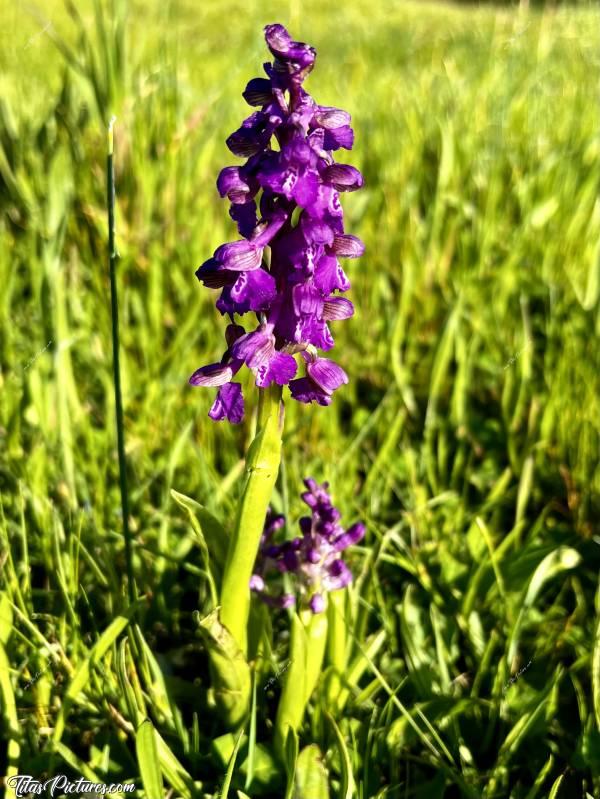 Photo Orchidée sauvage : Belle Orchidée sauvage, au milieu d’un champ d’herbes, à la Retenue de Rochereau. Trop belle 😍🥰c, Orchidée sauvage, fleur sauvage