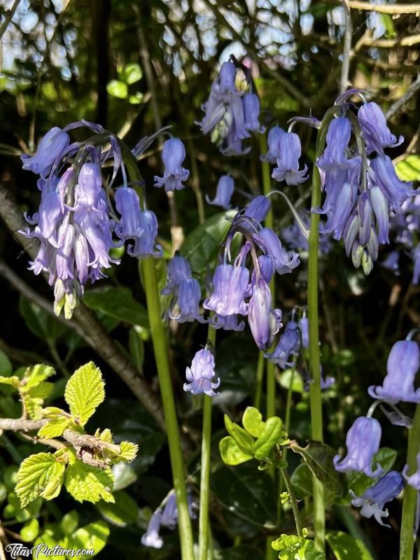 Photo Jacinthes des Bois : Une autre de mes fleurs sauvages préférées : la Jacinthe des Bois ou aussi appelée Clochettes Bleues ou Clochettes Violettes. J’adore ces petites fleurs qui égayent les sous-bois, mais aussi les talus en bord de route dans les campagnes 😍🥰
Je les aime tellement, qu’il m’est impossible de faire un choix parmi mes nombreuses photos 🤭😅
Je vous laisse me dire laquelle est la plus belle selon vous 😉🤗c, Jacinthes des Bois, Clochettes bleues, Clochettes mauves