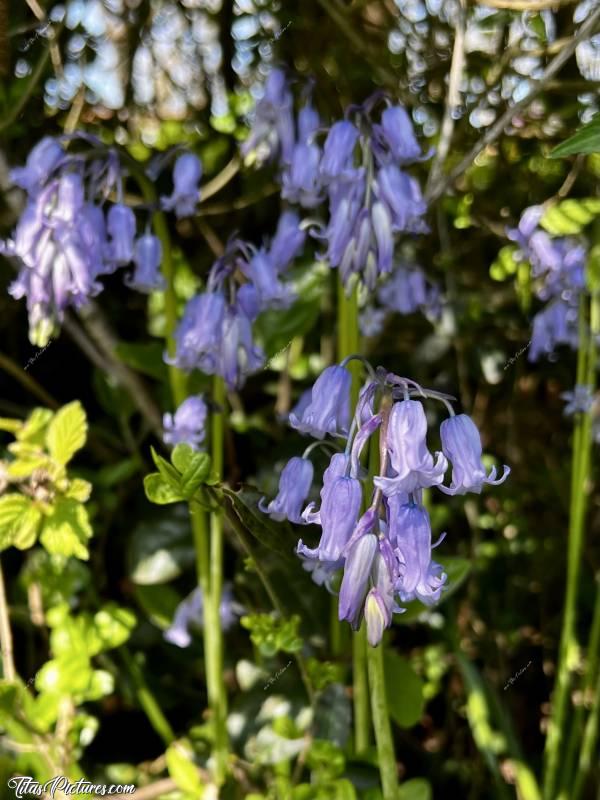 Photo Jacinthes des Bois : Une autre de mes fleurs sauvages préférées : la Jacinthe des Bois ou aussi appelée Clochettes Bleues ou Clochettes Violettes. J’adore ces petites fleurs qui égayent les sous-bois, mais aussi les talus en bord de route dans les campagnes 😍🥰
Je les aime tellement, qu’il m’est impossible de faire un choix parmi mes nombreuses photos 🤭😅
Je vous laisse me dire laquelle est la plus belle selon vous 😉🤗c, Jacinthes des Bois, Clochettes bleues, Clochettes mauves