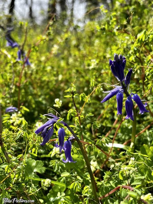 Photo Jacinthes des Bois : Une autre de mes fleurs sauvages préférées : la Jacinthe des Bois ou aussi appelée Clochettes Bleues ou Clochettes Violettes. J’adore ces petites fleurs qui égayent les sous-bois, mais aussi les talus en bord de route dans les campagnes 😍🥰
Je les aime tellement, qu’il m’est impossible de faire un choix parmi mes nombreuses photos 🤭😅
Je vous laisse me dire laquelle est la plus belle selon vous 😉🤗c, Jacinthes des Bois, Clochettes bleues, Clochettes violettes