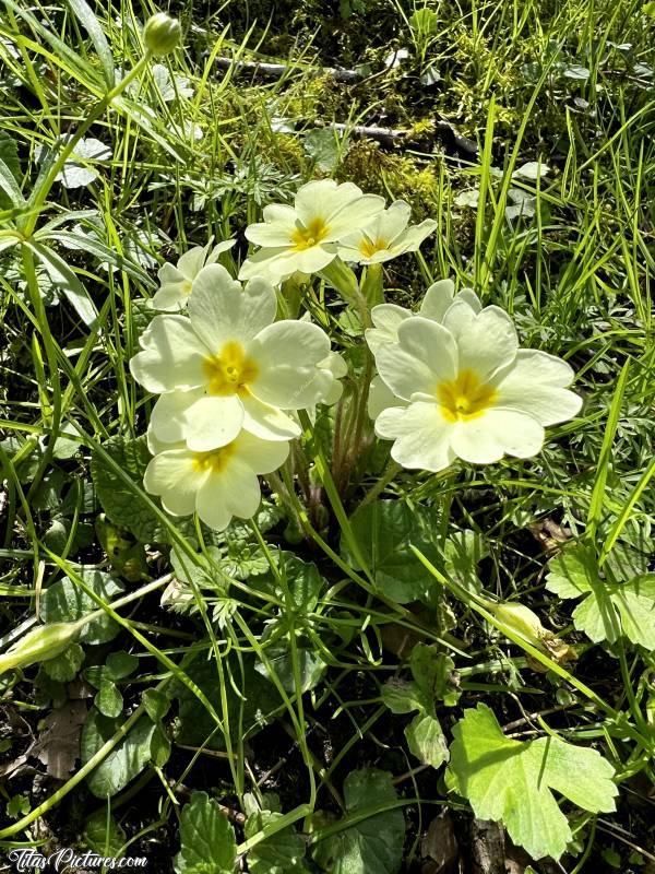 Photo Primevères : Mes fleurs sauvages préférées, les Primevères 😍🥰 Les premières fleurs à fleurir sur les talus, quand les beaux jours arrivent 🤗😍 
Quand j’étais petite, j’en faisais un bouquet à chaque Printemps 🥰c, Primevères, fleurs sauvages, fleurs jaunes