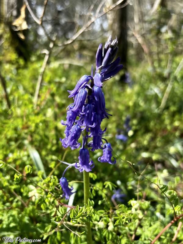 Photo Jacinthes des Bois : Une autre de mes fleurs sauvages préférées : la Jacinthe des Bois ou aussi appelée Clochettes Bleues ou Clochettes Violettes. J’adore ces petites fleurs qui égayent les sous-bois, mais aussi les talus en bord de route dans les campagnes 😍🥰c, Jacinthes des Bois, Clochettes bleues, Clochettes mauves