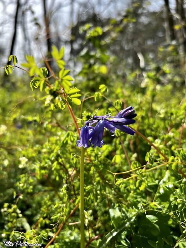 Photo Jacinthes des Bois : Une autre de mes fleurs sauvages préférées : la Jacinthe des Bois ou aussi appelée Clochettes Bleues ou Clochettes Violettes. J’adore ces petites fleurs qui égayent les sous-bois, mais aussi les talus en bord de route dans les campagnes 😍🥰c, Jacinthes des Bois, Clochettes bleues, Clochettes mauves