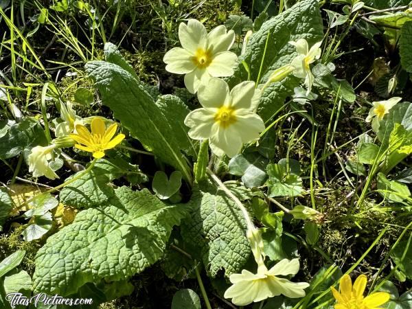 Photo Primevères : Mes fleurs sauvages préférées, les Primevères 😍🥰 Les premières fleurs à fleurir sur les talus, quand les beaux jours arrivent 🤗😍 
Quand j’étais petite, j’en faisais un bouquet à chaque Printemps 🥰c, Primevères, fleurs sauvages, fleurs jaunes