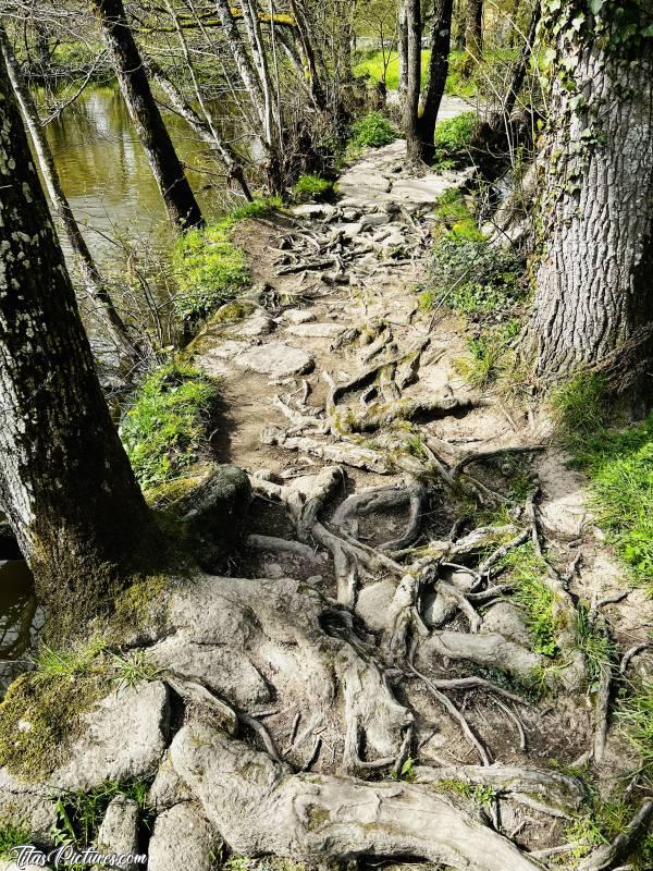 Photo Le Parc de la Barbinière : Un passage que j’adore, au Parc de la Barbinière, à St Laurent sur Sèvre 😍🥰
Il s’agit d’un passage sur l’eau, réalisé avec des pierres et les racines des arbres. Quand le niveau de l’eau augmente, elle passe par dessus et nettoie le chemin. Les racines sont alors mises à nu et donnent un drôle de spectacle 😧😅😍c, Le Parc de la Barbinière, racines d’arbres