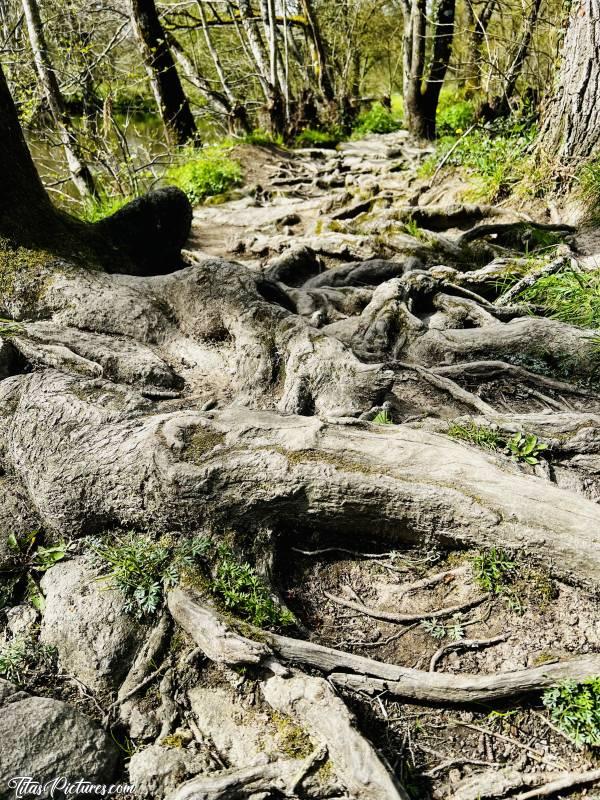 Photo Le Parc de la Barbinière : Un passage que j’adore, au Parc de la Barbinière, à St Laurent sur Sèvre 😍🥰
Il s’agit d’un passage sur l’eau, réalisé avec des pierres et les racines des arbres. Quand le niveau de l’eau augmente, elle passe par dessus et nettoie le chemin. Les racines sont alors mises à nu et donnent un drôle de spectacle 😧😅😍c, Le Parc de la Barbinière, racines d’arbres
