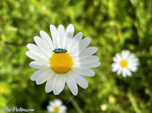 Photo Marguerites sauvages : Gros plan sur une marguerite, avec un insecte d’une très jolie couleur « bleu-vert » 😍🥰c, Marguerites sauvages, fleurs blanches, fleurs sauvages