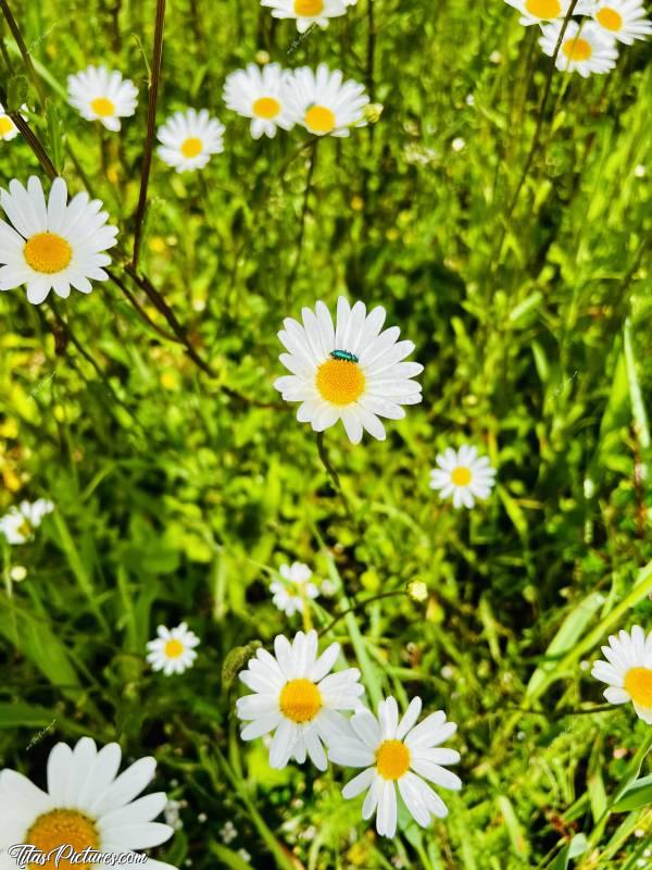 Photo Marguerites sauvages : C’est vraiment trop beau, toutes ces belles marguerites sauvages sur les talus 😧🤗😍c, Marguerites sauvages, fleurs blanches, fleurs sauvages