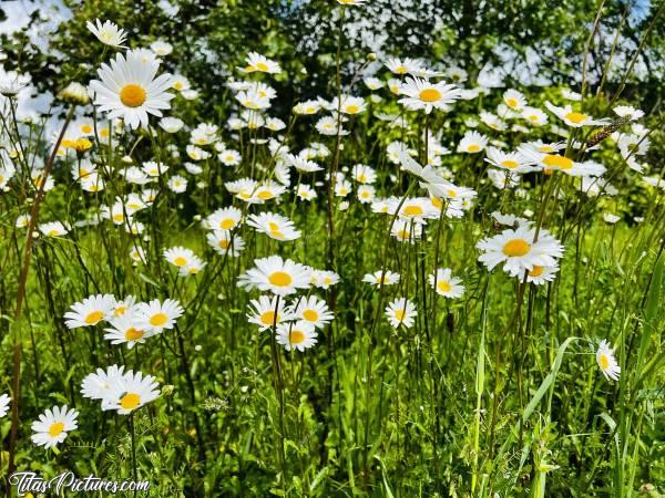 Photo Marguerites sauvages : C’est vraiment trop beau, toutes ces belles marguerites sauvages sur les talus 😧🤗😍c, Marguerites sauvages, fleurs blanches, fleurs sauvages