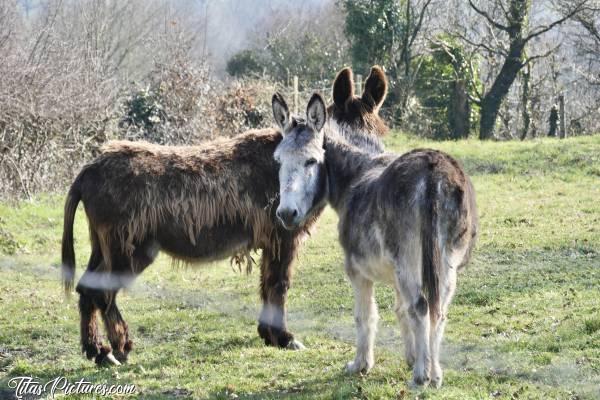 Photo Ânes : Lors d’une randonnée dans la campagne vendéenne, j’ai pu observer ces 2 beaux ânes. Mais de loin seulement, car ils voulaient pas venir me dire Bonjour 😅😢
Le regard qu’ils m’ont lancé voulait clairement dire : « Mais t’es qui toi ? Qu’est-ce que tu veux ? » 😟🤣c, Ânes