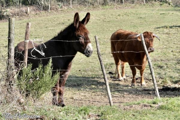 Photo Âne et Vachette : En faisant une randonnée dans la Campagne Vendéenne, je suis tombée sur ce drôle de couple 🤣😅
Un Âne et une Vachette 🤔🤣😍c, Âne, Vachette, petite vache marron