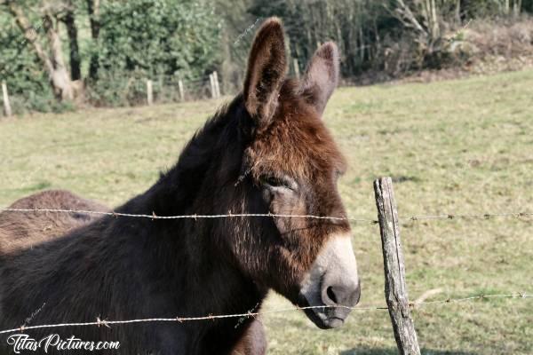 Photo Âne : Gros plan sur ce bel âne, rencontré au détour d’un chemin de randonnée, dans la campagne Vendéenne. 
Peureux au début, il demandait pleins de câlins ensuite 😍🥰c, Âne