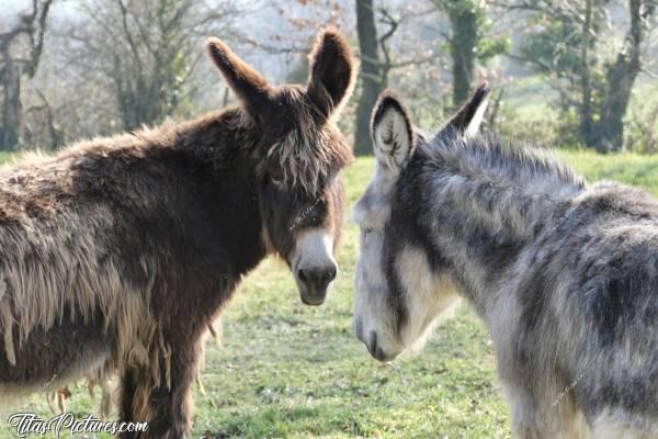 Photo Couple d’Ânes : Lors d’une randonnée dans la campagne vendéenne, j’ai pu observer ces 2 beaux ânes. Mais de loin seulement, car ils voulaient pas venir me dire Bonjour 😅😢c, Ânes