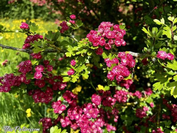 Photo Arbuste fleuri : Quel bel arbuste fleuri, au bord d’un des Lacs de Pescalis 😧😍
Mais qu’est-ce que c’est? Impossible de trouver son nom sur le Net 😕c, Arbuste fleuri