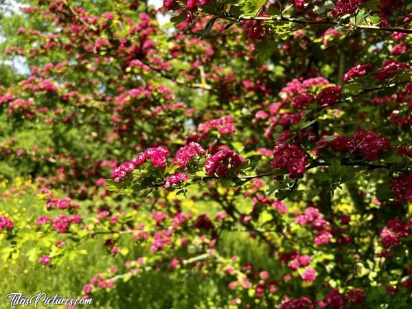 Photo Arbuste fleuri : Quel bel arbuste fleuri, au bord d’un des Lacs de Pescalis 😧😍
Mais qu’est-ce que c’est? Impossible de trouver son nom sur le Net 😕c, Arbuste fleuri