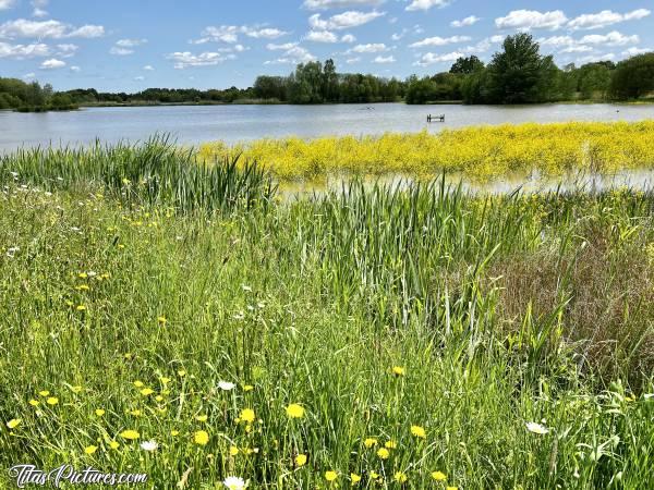 Photo Pescalis : En ce milieu de moi de mais, les berges sont entièrement fleuries à Pescalis. C’est vraiment trop beau 😍🥰😎c, Pescalis, Moncoutant, Lac