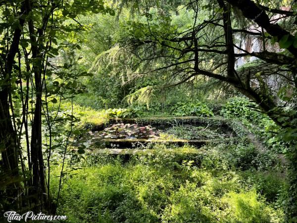 Photo Lavoir : Joli Lavoir à l’abandon, transformé en marre aux nénuphars. Pendant un certain temps, il y avait des poissons rouges. Mais je n’en ai pas vu cette fois-là.c, Lavoir, le Parc de la Barbinière, Saint-Laurent-sur-Sèvre